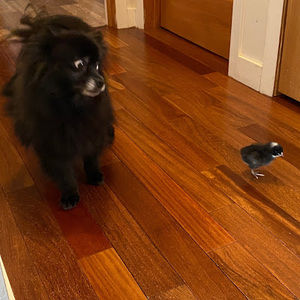 Meet your Posher, Jill